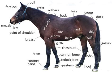 parts of a horse