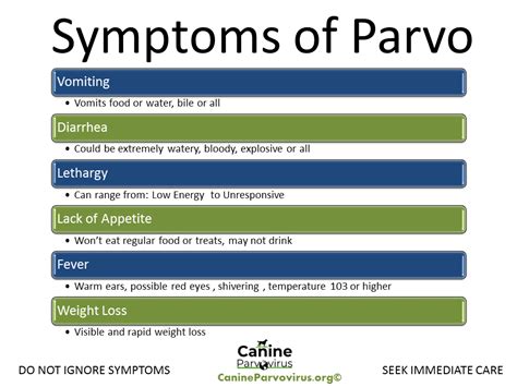 parvo disease in humans symptoms