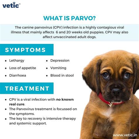 parvo symptoms dog