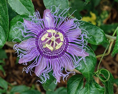 passiflora passionflowers of the world PDF