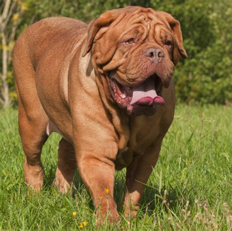 pastoral dogue de bordeaux Doc