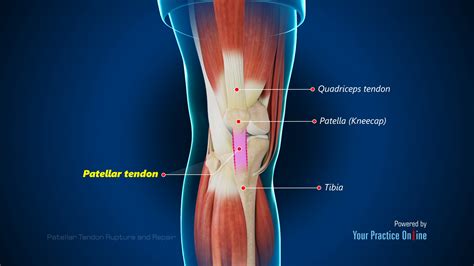 patella tendon