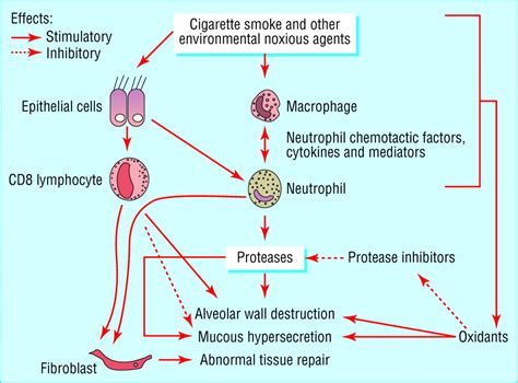 pathology and pathogenesis of human viral disease Reader