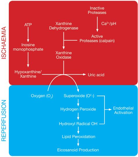 pathophysiology of reperfusion injury pathophysiology of reperfusion injury Reader