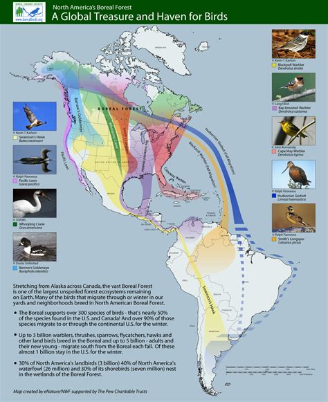 pathway of birds pdf download PDF