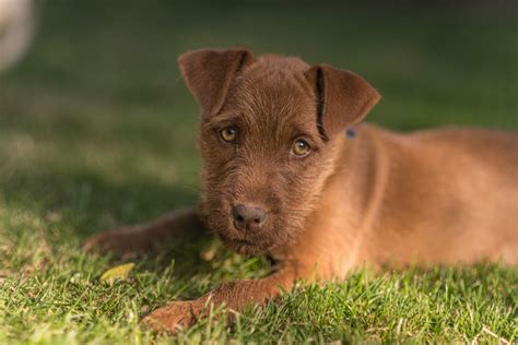 patterdale temperament