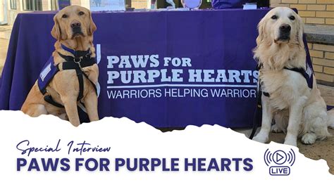 paws for purple hearts