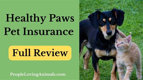 paws pet insurance