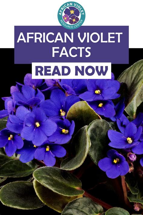pdf book african violets verses collection poetry Doc