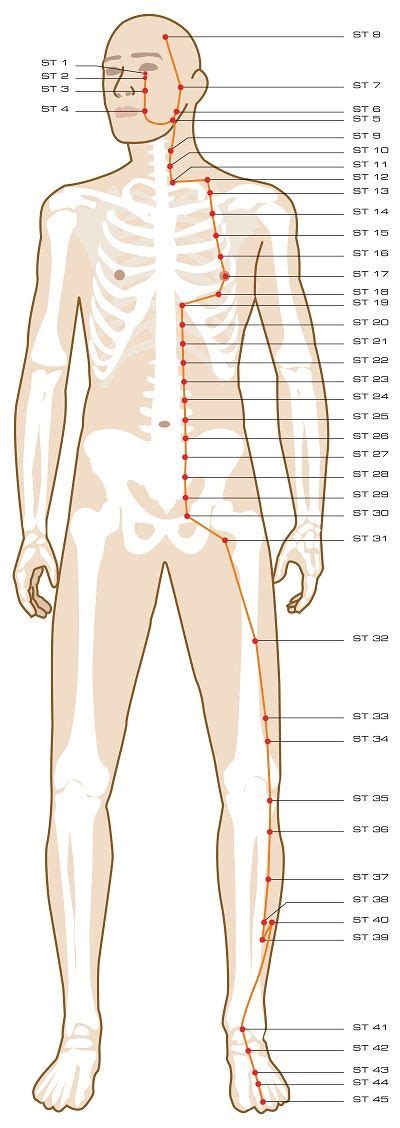 pdf download acupuncture points Epub