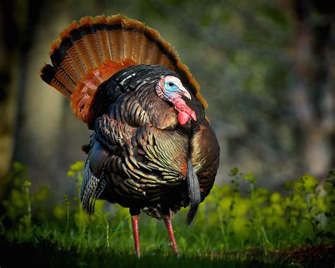pdf free download eastern turkey Reader