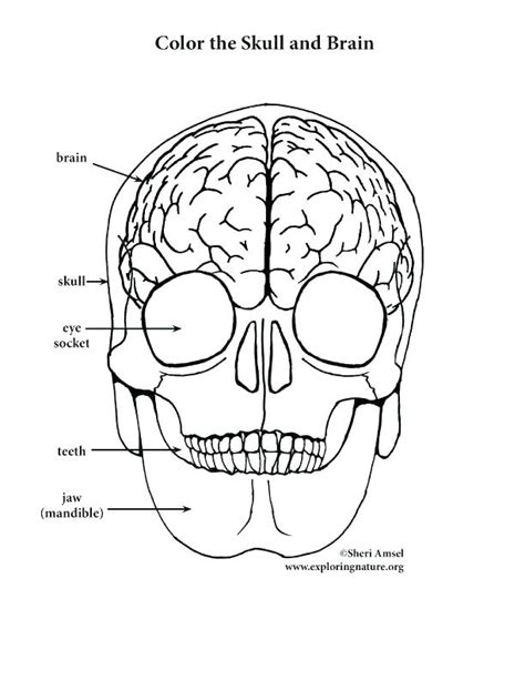 pdf free drawing on right side of brain Doc