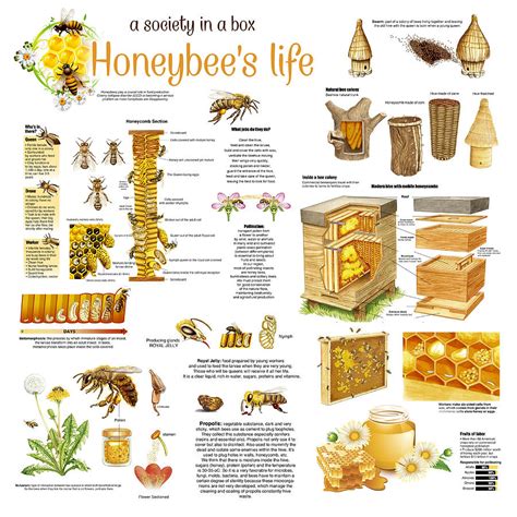 pdf free honeybee man 0375849807 pdf Reader