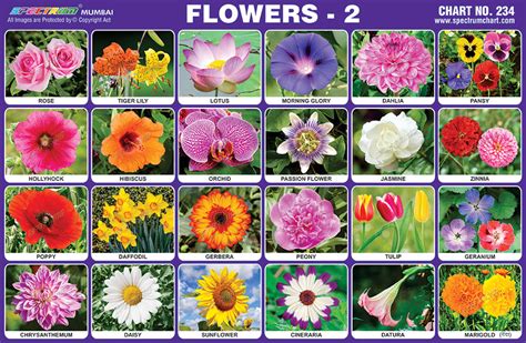 pdf free traditional flower chart in Epub