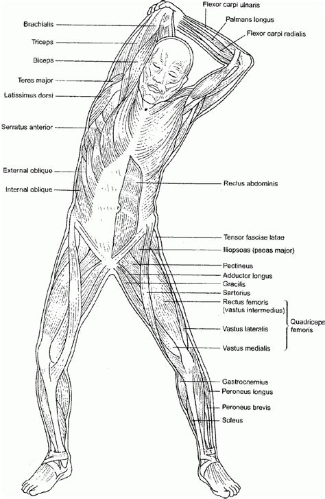 pdf musculoskeletal anatomy coloring Kindle Editon