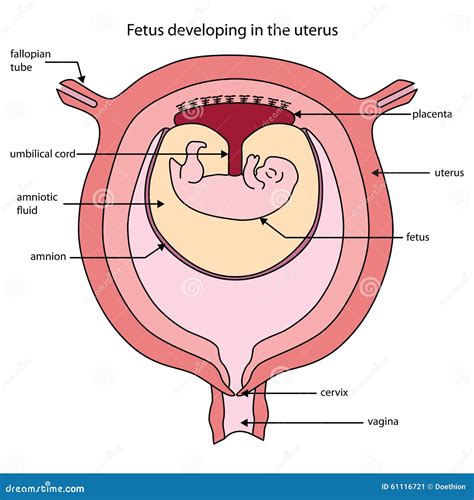 pdf read online and download in utero PDF