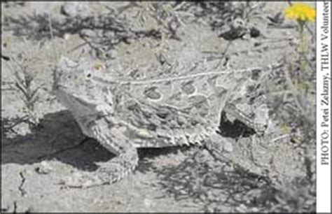 pdf texas horned lizard watch monitoring packet Reader