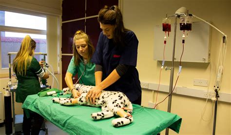 pdf veterinary nursing student equipment laboratory practicals Kindle Editon