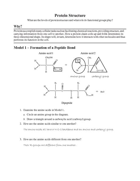 pdfprotein structure pogilanswer key Reader