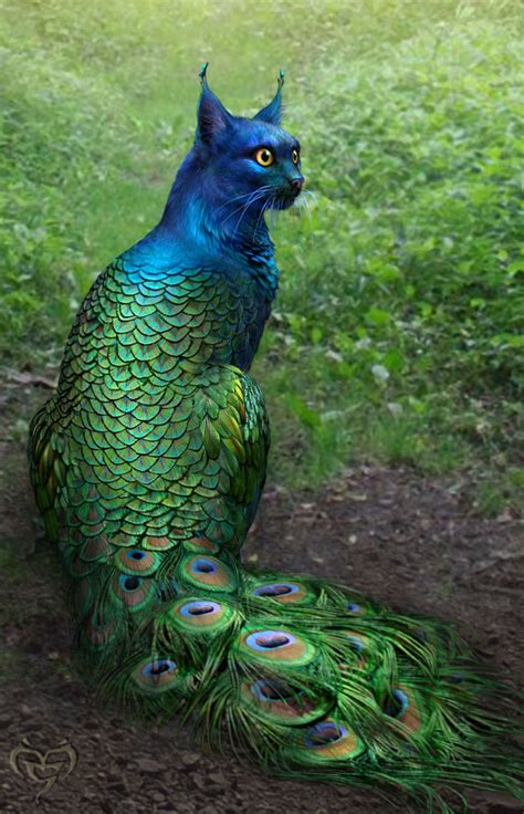 peacock cat