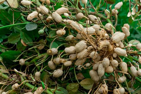 peanuts growing