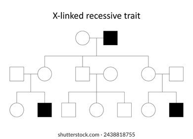 Pedigree Chart Recessive Trait