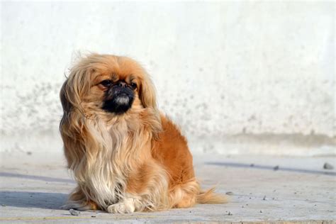 Pekingese Color Chart