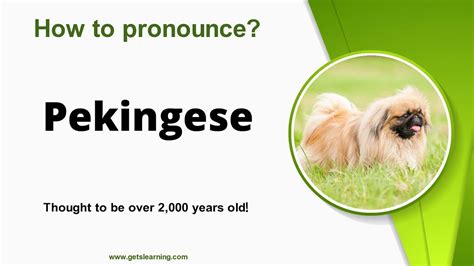 pekingese pronunciation