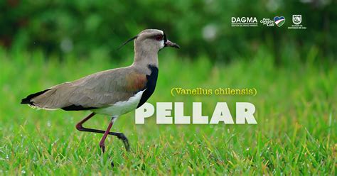 pellar