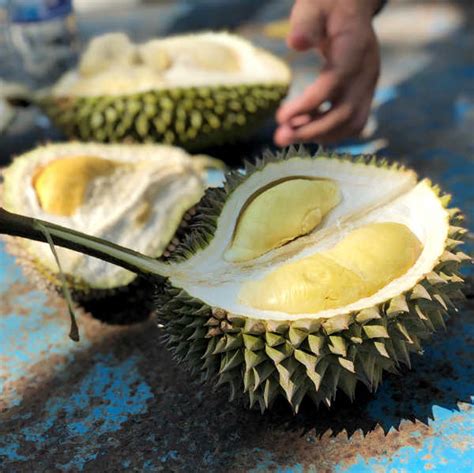 penang durian farm