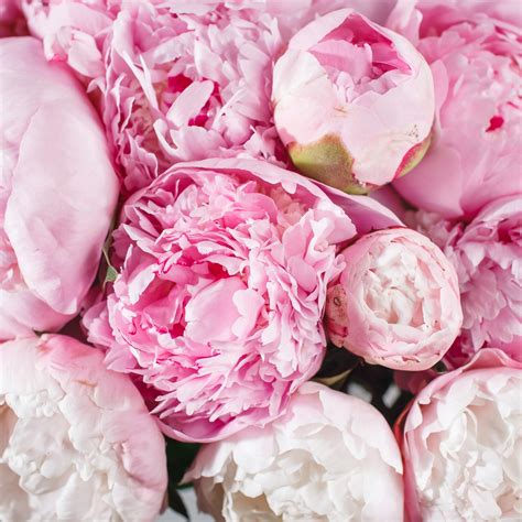 peonies