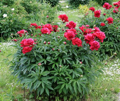 peonies fertilizer