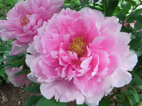 peony