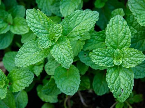 peppermint how to plant