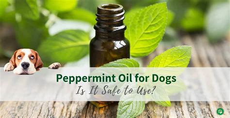 peppermint oil dogs