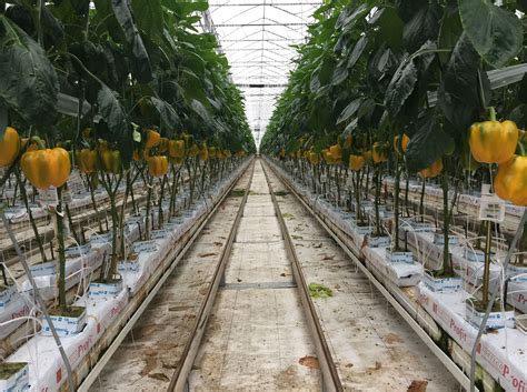 peppers greenhouse