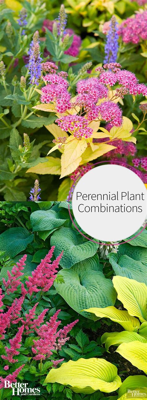 perennial combinations perennial combinations Doc