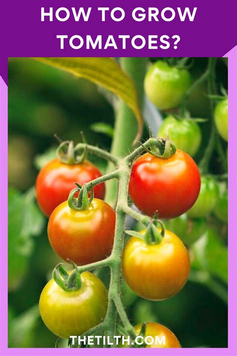 perfectly grown tomatoes the complete guide to growing tomatoes Reader