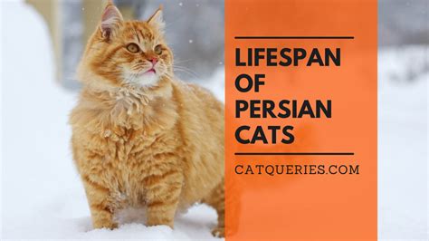 persian cat average life