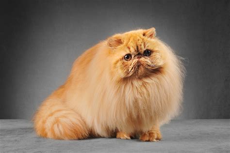 persian cat breeds pictures