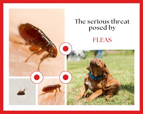 pest control for fleas