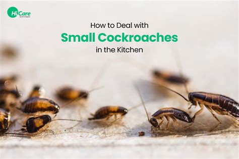 pest control for roaches