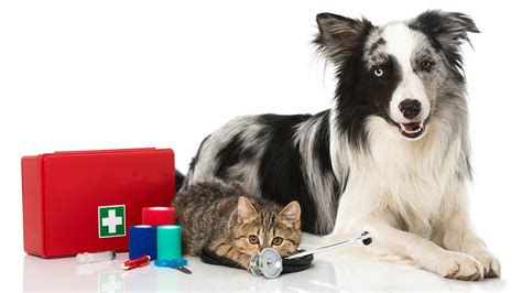 pet first aid cats and dogs Reader