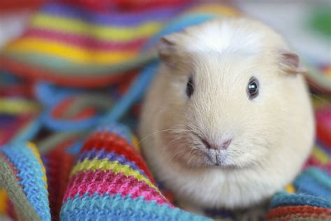 pet guinea pig pet guinea pig Kindle Editon