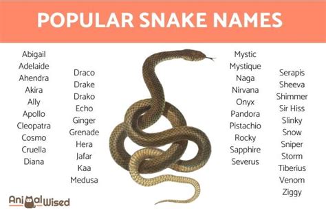 pet snake names