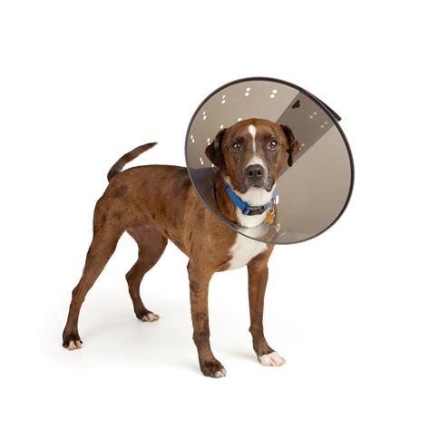 petco cone collar