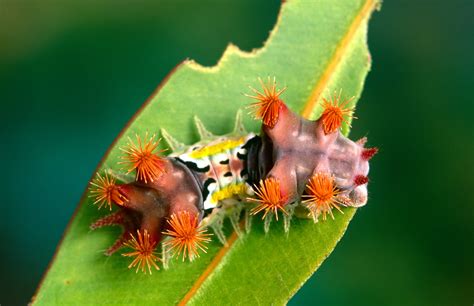 pethonesty caterpillars and moths