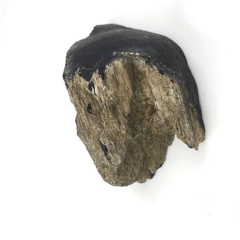 petrified black wood