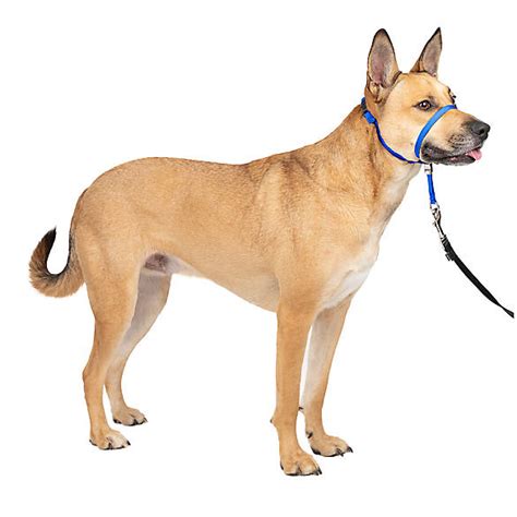 petsmart dog halters