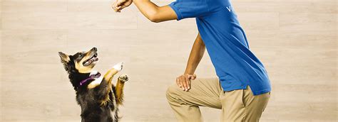 petsmart puppy training classes